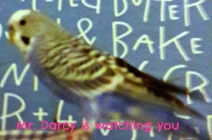 darcy-is-watching-you